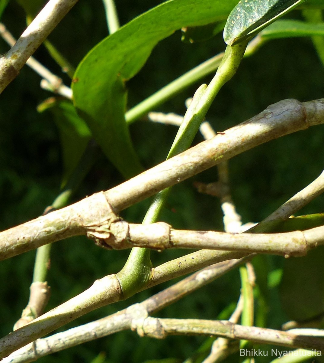 Pothos remotiflorus Hook.